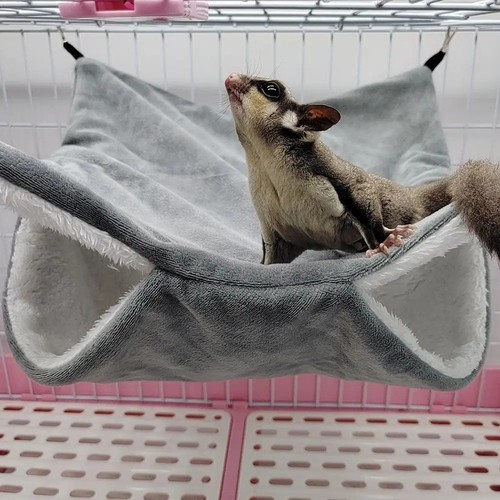 Pet ferret rat squirrel - pet,