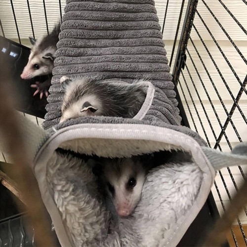 Hamster cage rat ferret tunnel - cage,