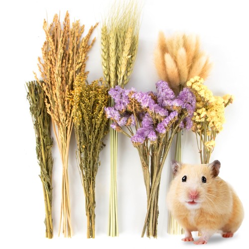 Sukh 60pcs nature flower herb - nature,