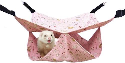 Pet bird hamster ferret - hamster, rat