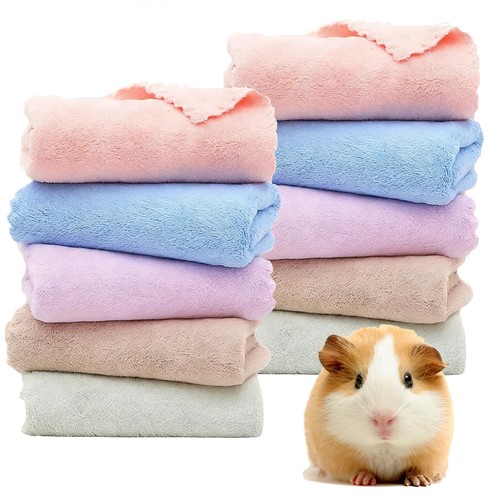 10pcs guinea pig - 10pcs,