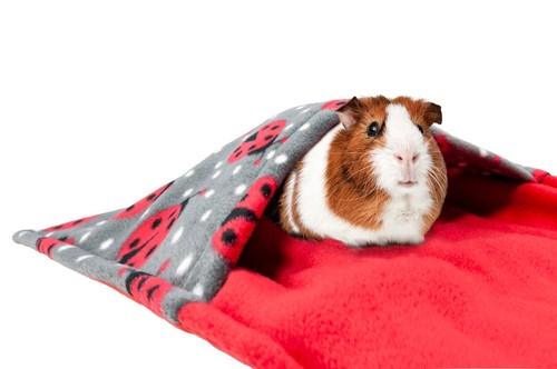 Waterproof guinea pig - pig, and