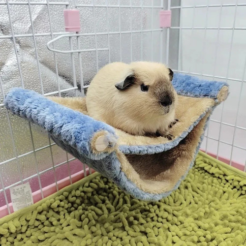 Ferret rat squirrel pet - pet, bird